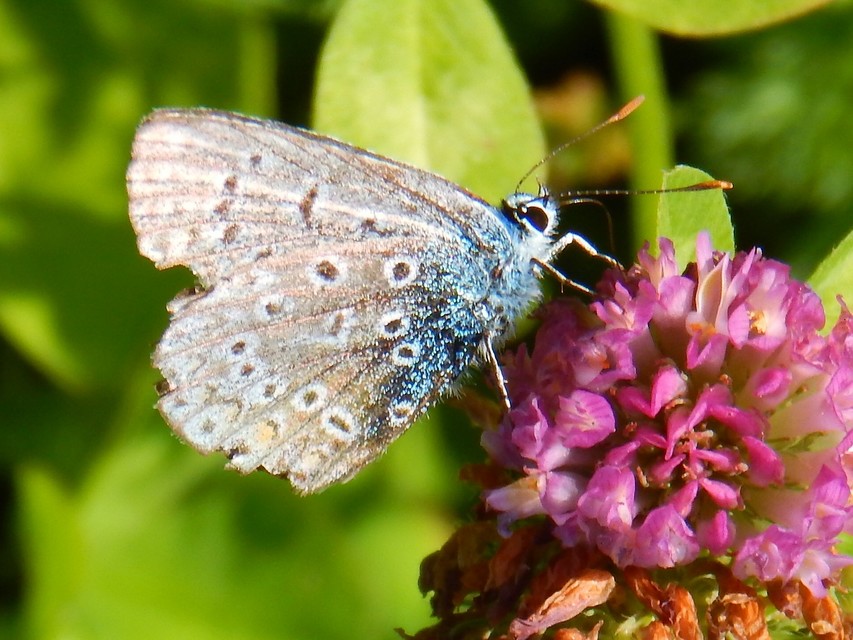 Polyommatus icarus - közönséges boglárka