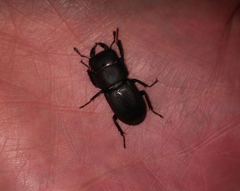 Dorcus parallelipipedus - kis szarvasbogár