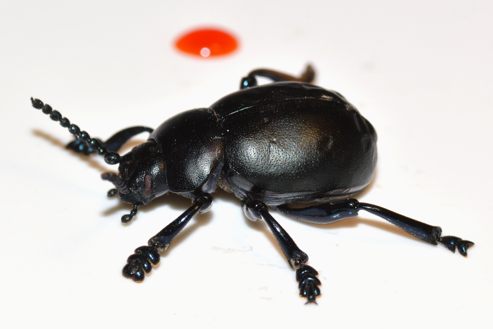 Timarcha tenebricosa - esetlen gyaloglevelész Timarcha tenebricosa - esetlen gyaloglevelész