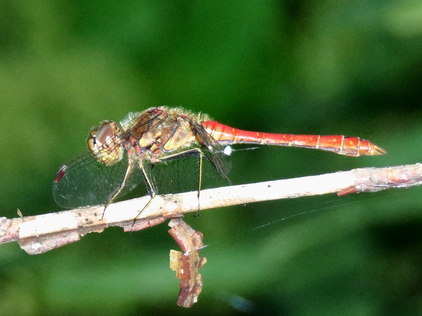 Sympetrum vulgatum - barkós katona-szitakötő