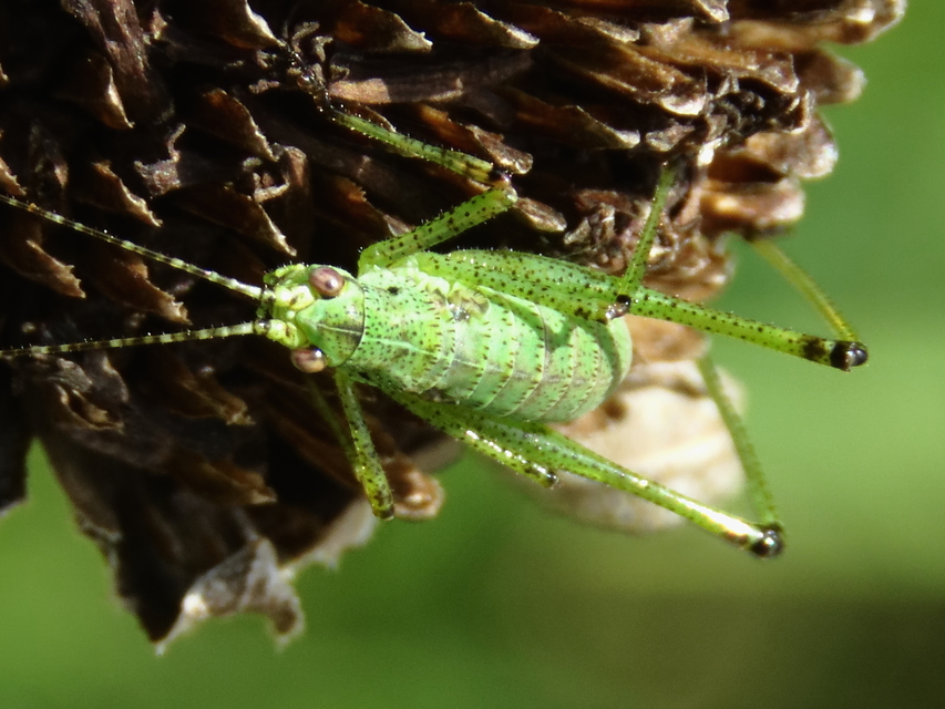 Phaneroptera
