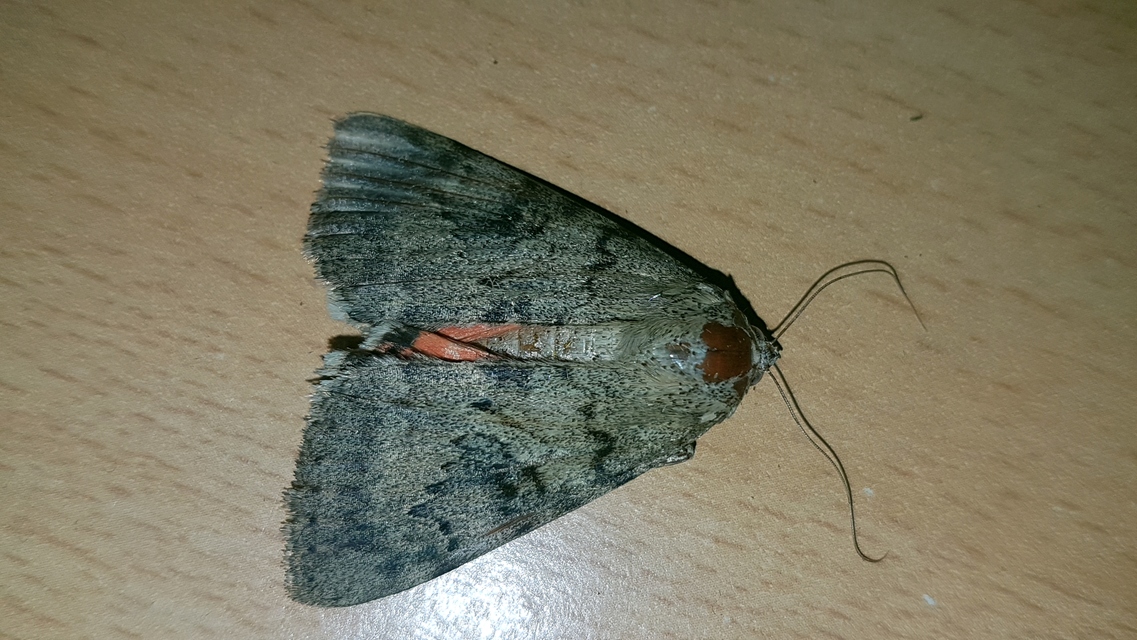 Catocala puerpera - nyárfa-övesbagoly