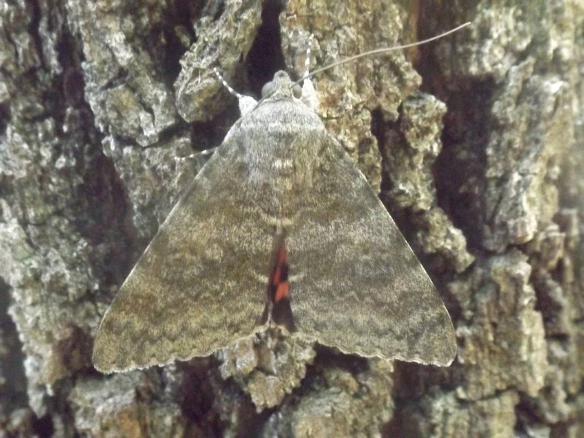 Catocala elocata - közönséges övesbagoly