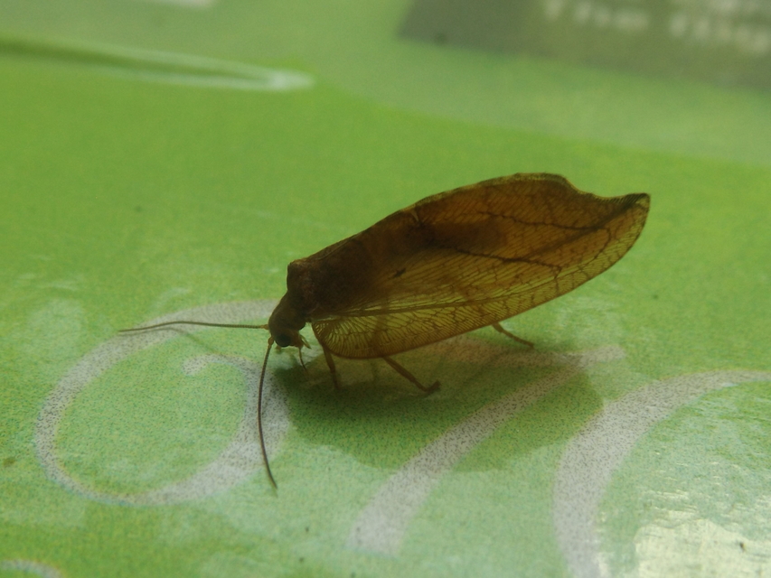 Drepanepteryx phalaenoides