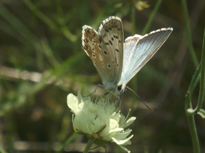 Polyommatus coridon - ezüstkék boglárka