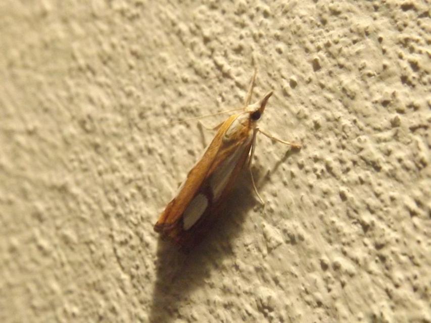 Catoptria pinella - ezüstös fűgyökérmoly