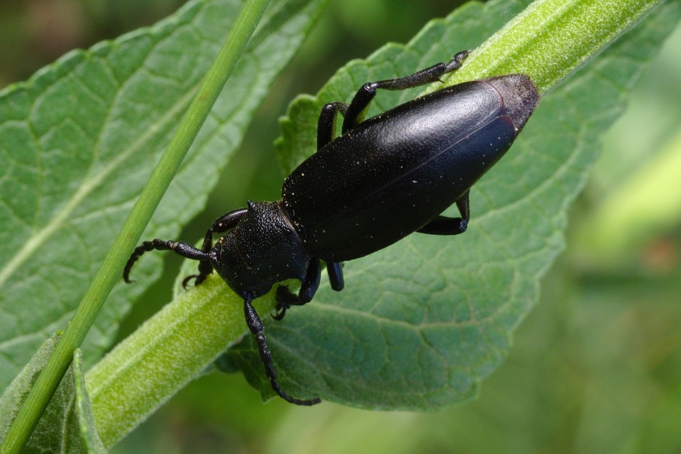 Dorcadion aethiops - fekete gyalogcincér