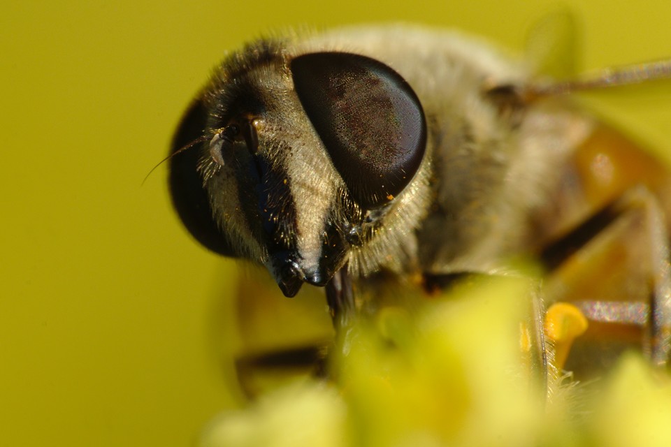 Eristalis tenax - közönséges herelégy