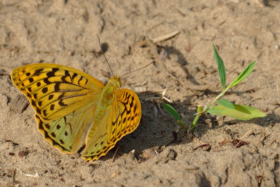Argynnis pandora - zöldes gyöngyházlepke