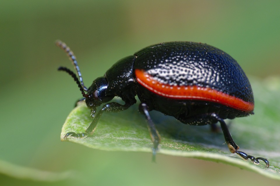 Chrysolina kuesteri - ráncos szegélyeslevelész