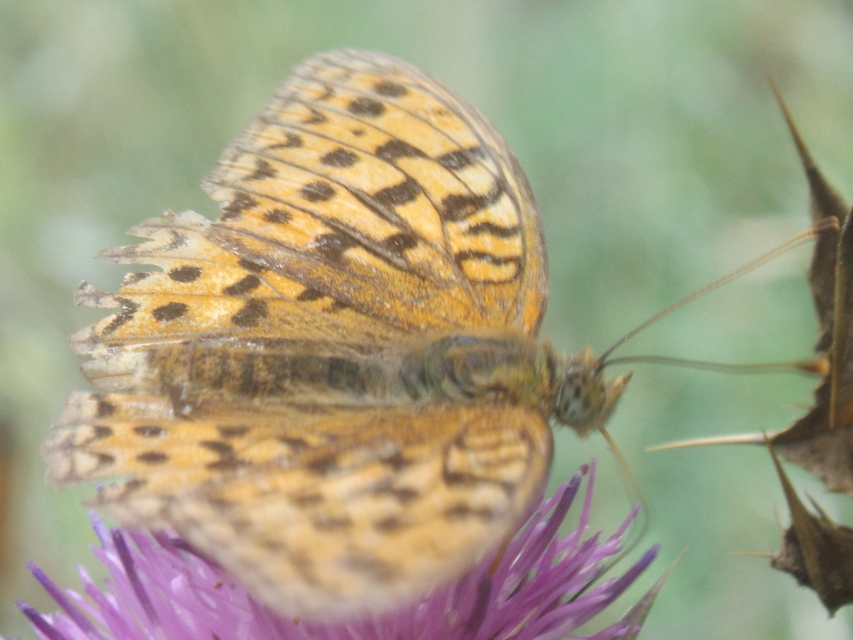 Argynnis adippe - ezüstös gyöngyházlepke