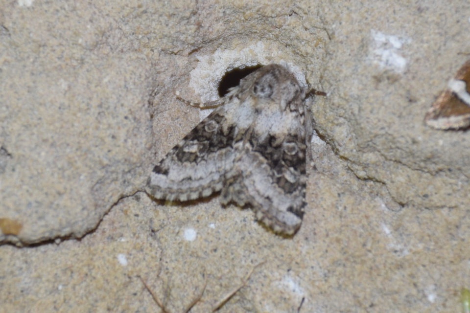 Hecatera bicolorata - világos kertibagoly