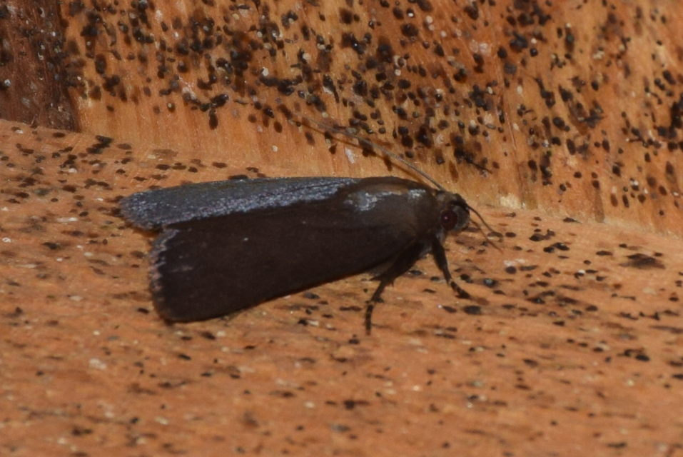 Amphipyra livida - zsírfényű bagoly