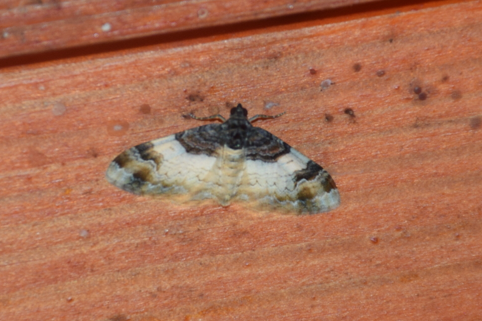 Catarhoe cuculata - csuklyás tarkaaraszoló
