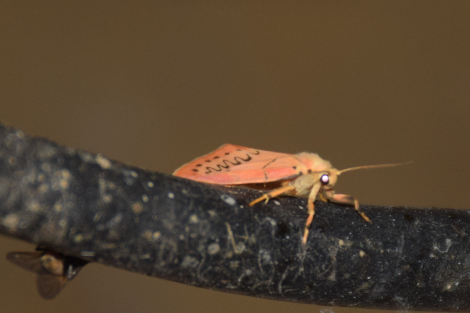 Miltochrista miniata - piros medvelepke
