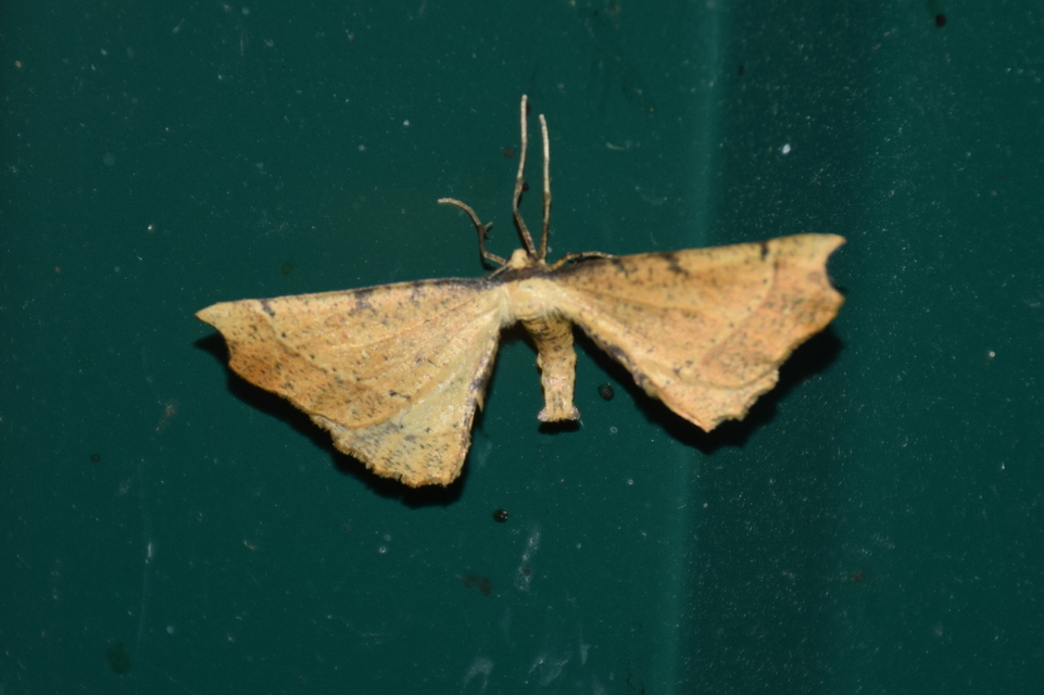 Artiora evonymaria - kecskerágó-araszoló