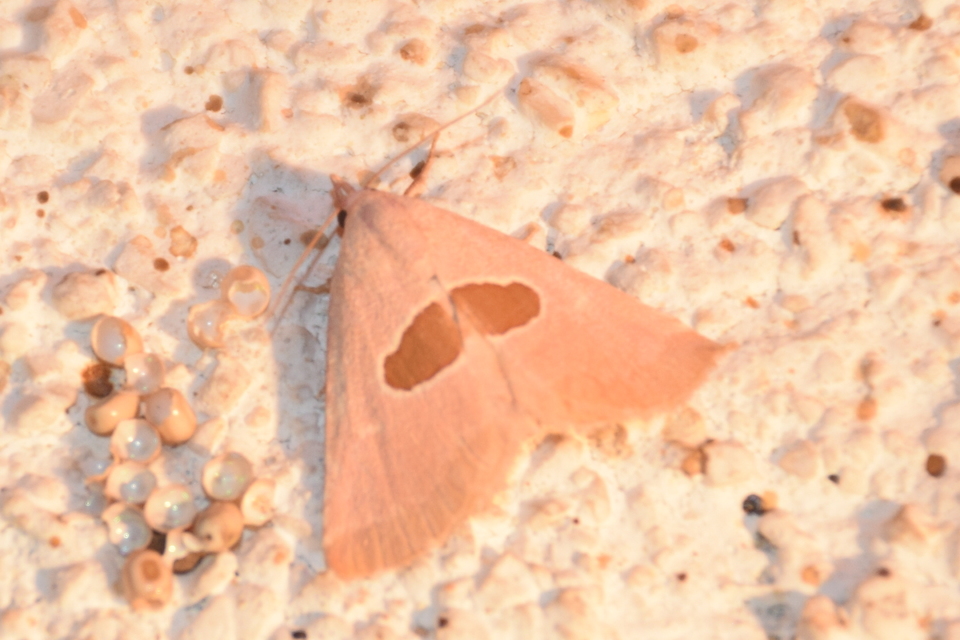 Calymma communimacula - pajzstetűfaló bagoly