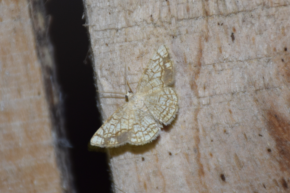 Stegania dilectaria - fehérnyár-araszoló