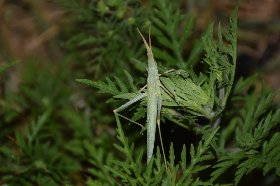 Acrida ungarica - sisakos sáska Acrida ungarica - sisakos sáska