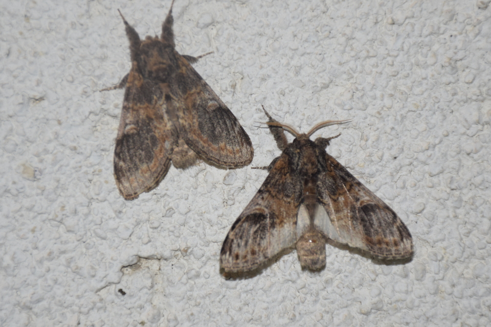 Notodonta tritophus - tarajos púposszövő