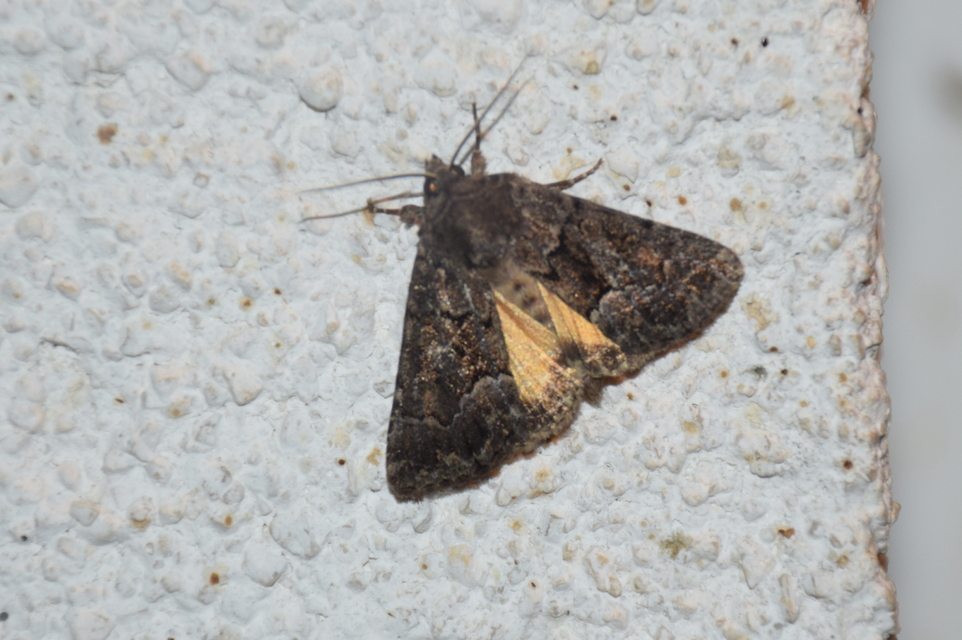 Thalpophila matura - fakó erdeibagoly
