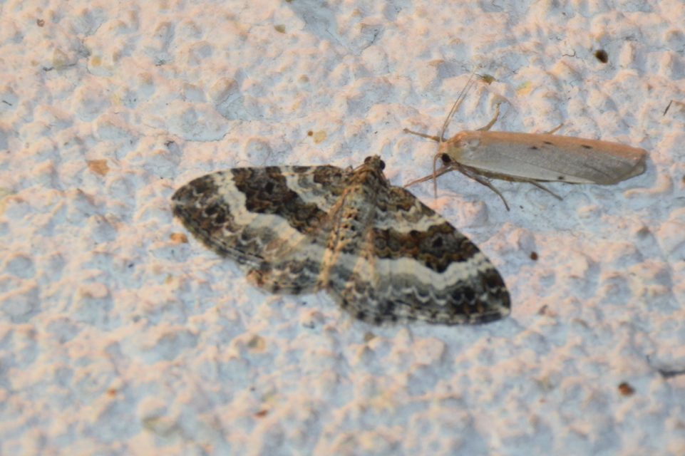 Epirrhoe alternata - galaj-tarkaaraszoló