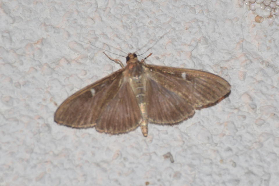 Cydalima perspectalis - puszpáng-tűzmoly