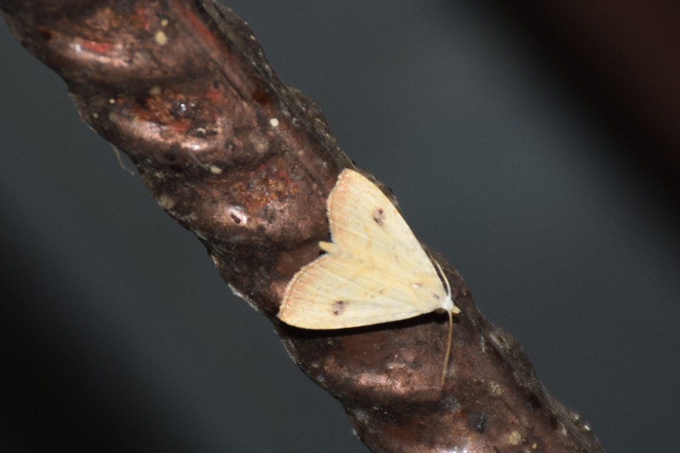 Rivula sericealis - selymes lórombagoly