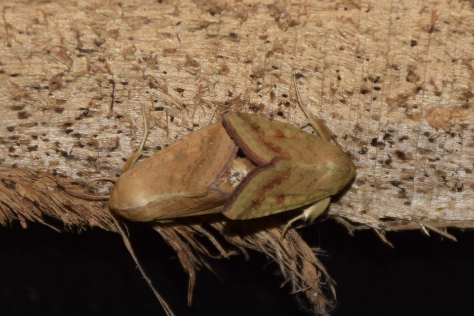 Helicoverpa armigera - kukorica-veteménybagoly Helicoverpa armigera - kukorica-veteménybagoly