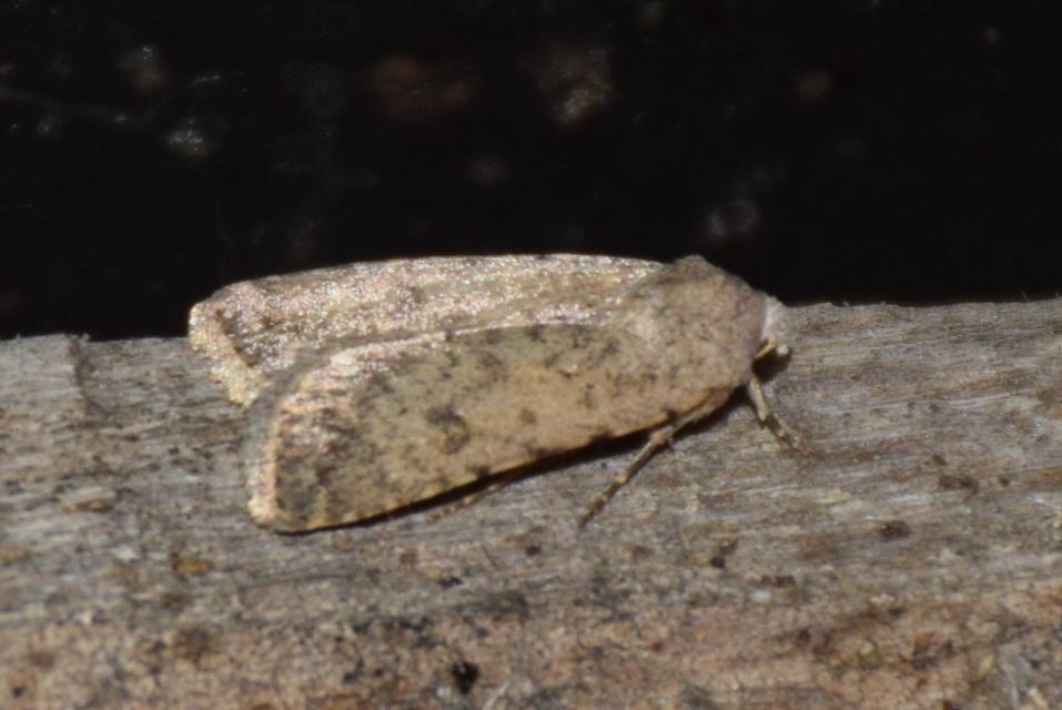 Athetis gluteosa - nyugtalan lápibagoly