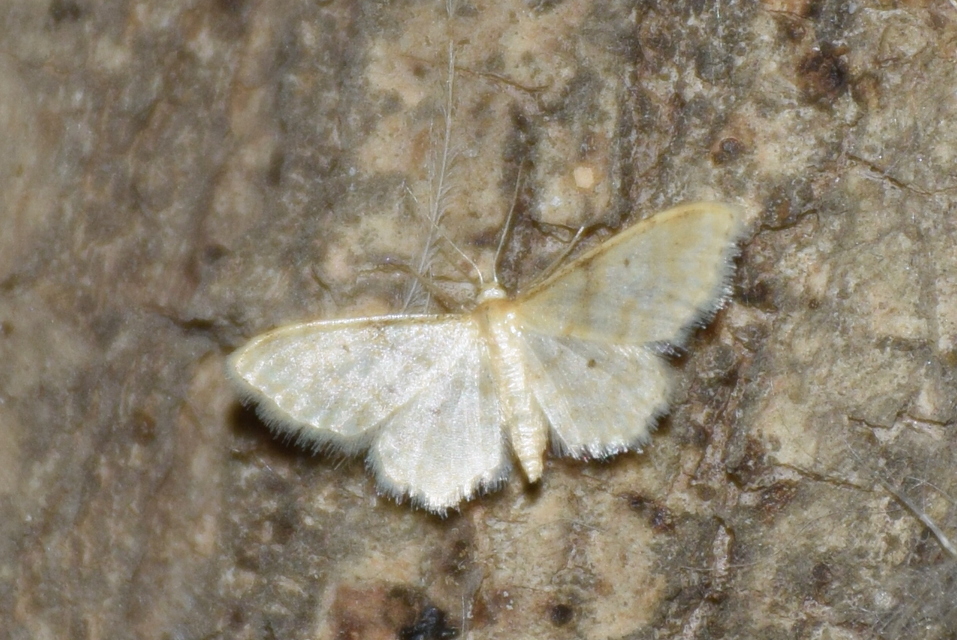 Idaea fuscovenosa - szürkeszélű apróaraszoló