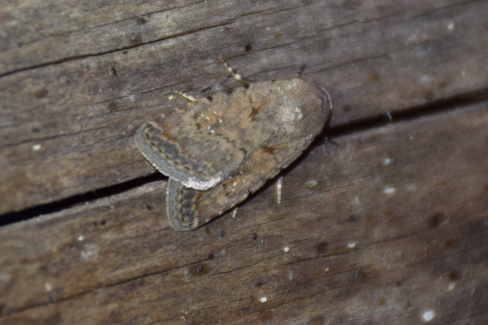 Paradrina clavipalpis - közönséges selymesbagoly