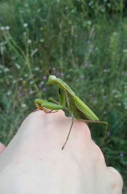 Mantis religiosa - imádkozósáska