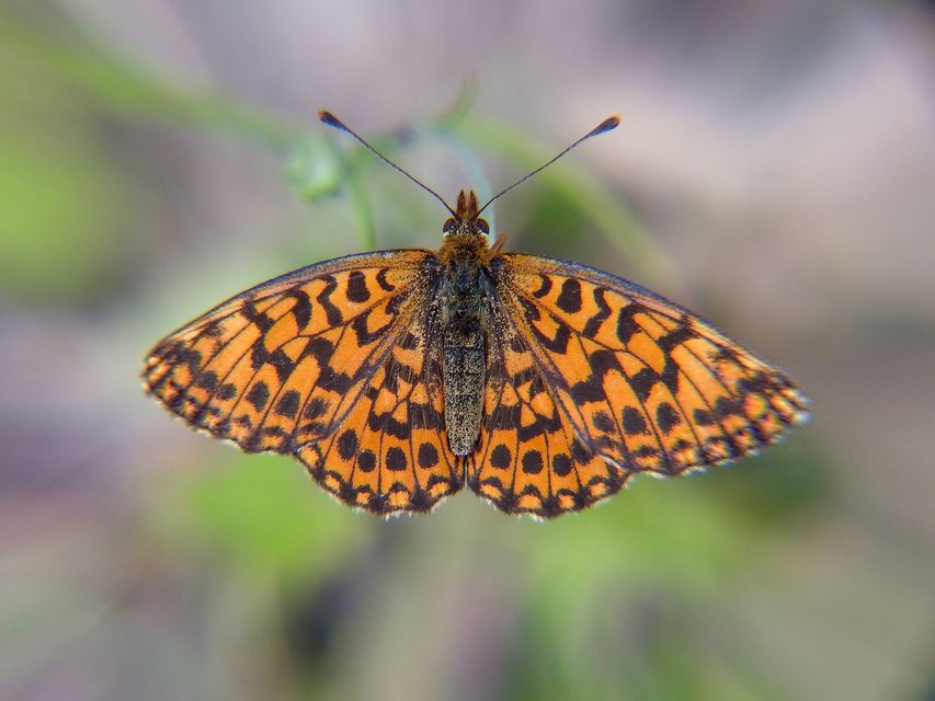 Boloria dia - kis gyöngyházlepke