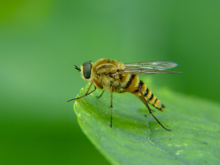 Thereva aurata - aranyos tőröslégy
