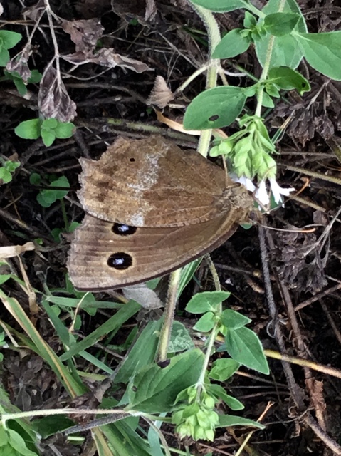 Minois dryas - fekete szemeslepke
