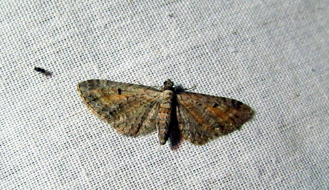 Eupithecia icterata - rozsdafoltos törpearaszoló