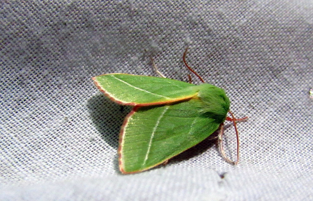 Pseudoips prasinana - bükkfa-zöldbagoly