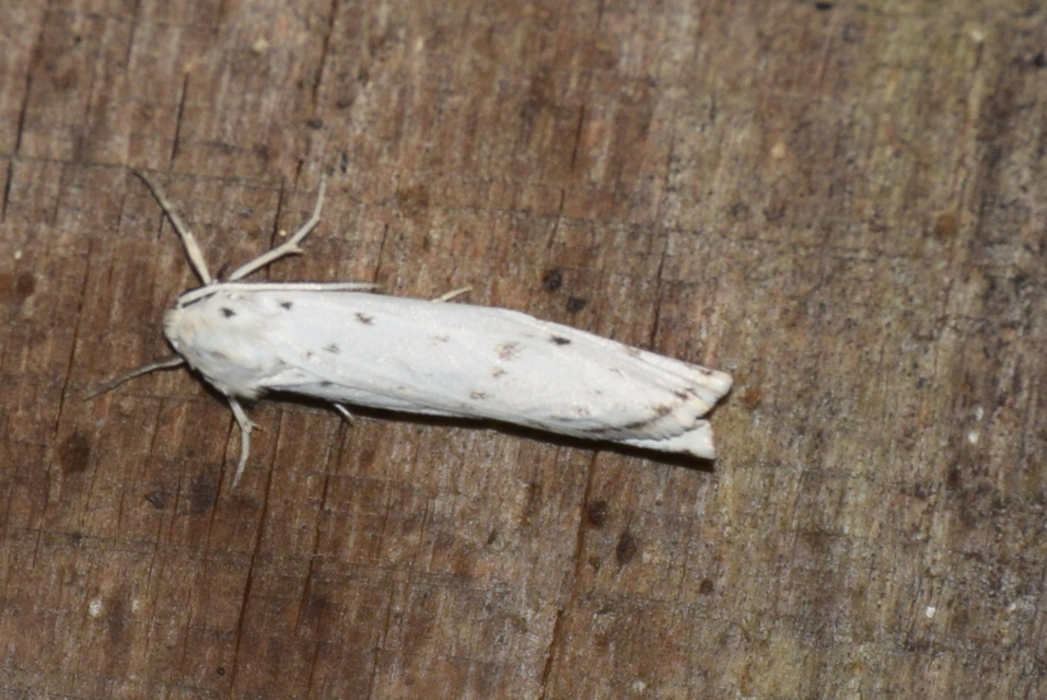 Coscinia cribraria - pettyes molyszövő