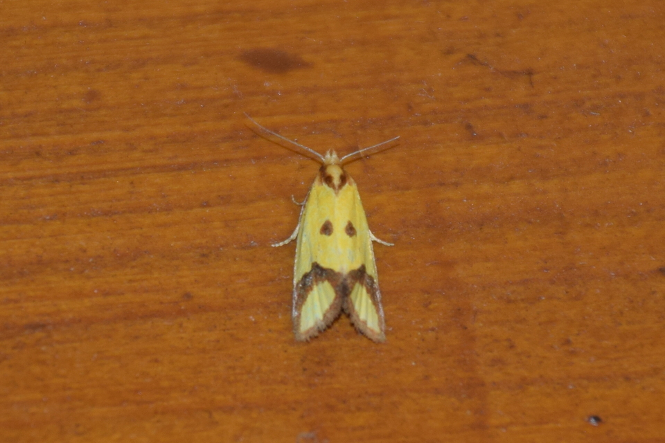 Agapeta zoegana - barnacsíkos sárgamoly