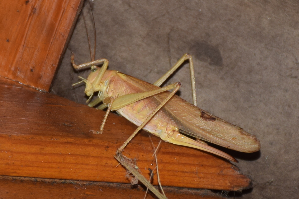 Tettigonia viridissima - zöld lombszöcske