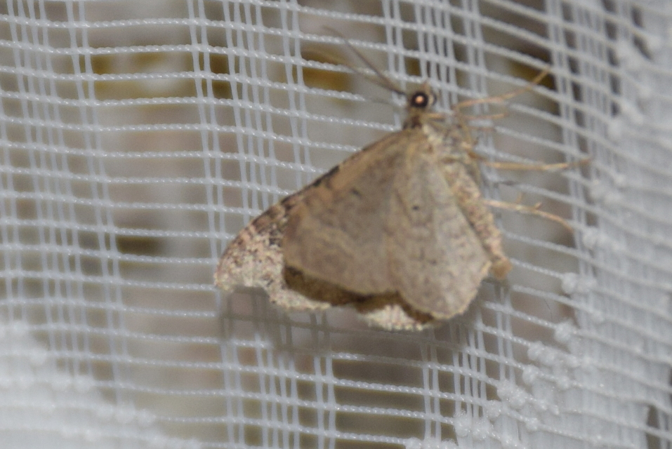 Xanthorhoe ferrugata - kerti tarkaaraszoló