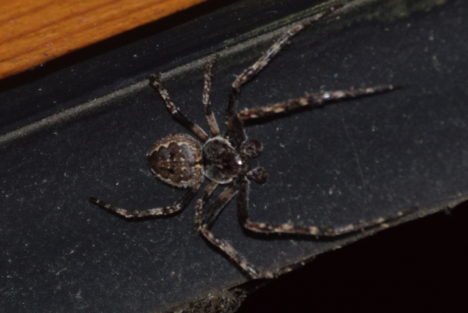 Nuctenea umbratica - közönséges rés-keresztespók