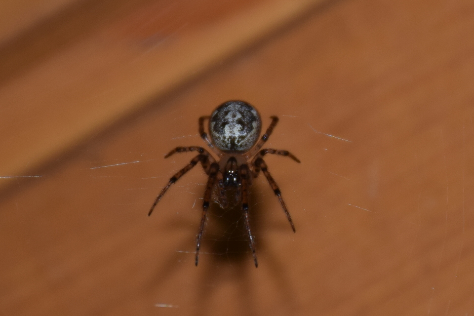 Leviellus