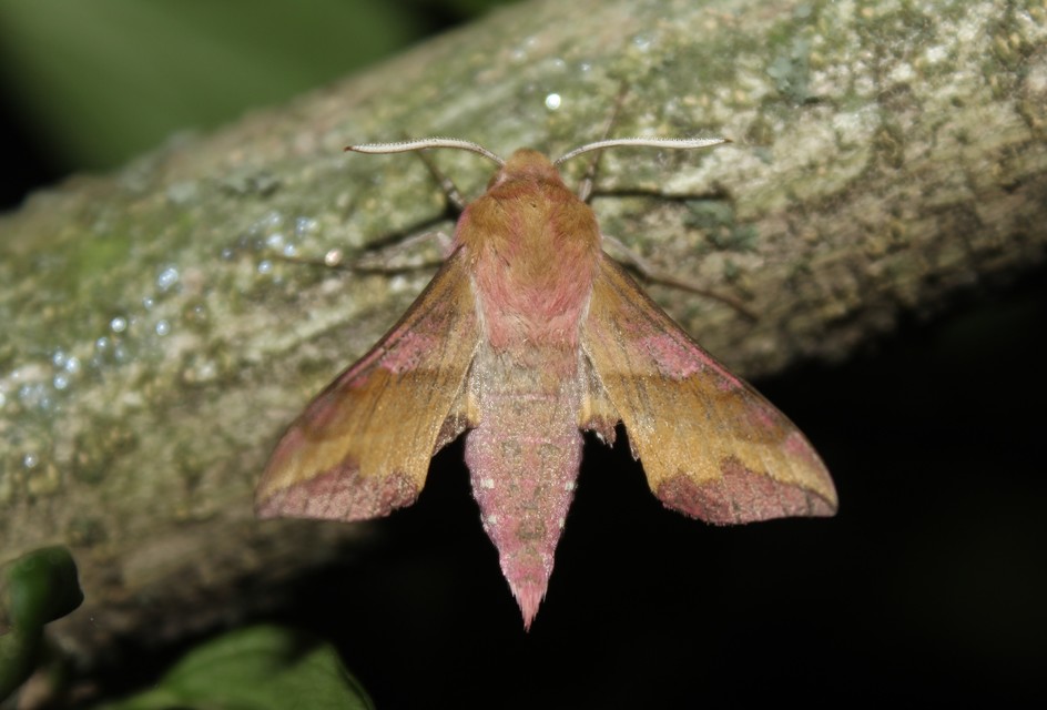 Deilephila porcellus - piros szender