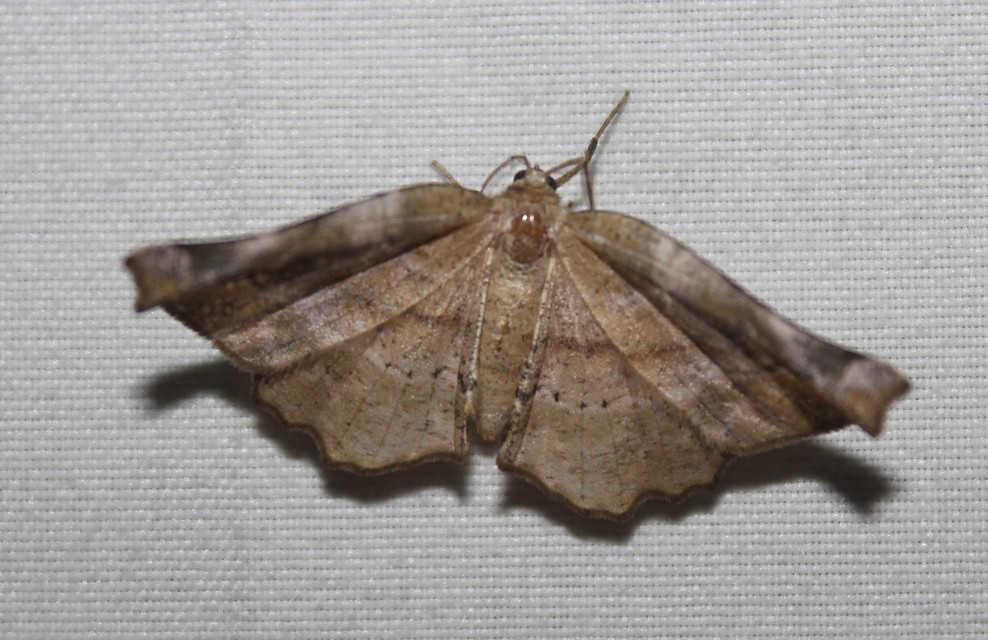 Apeira syringaria - orgona-araszoló