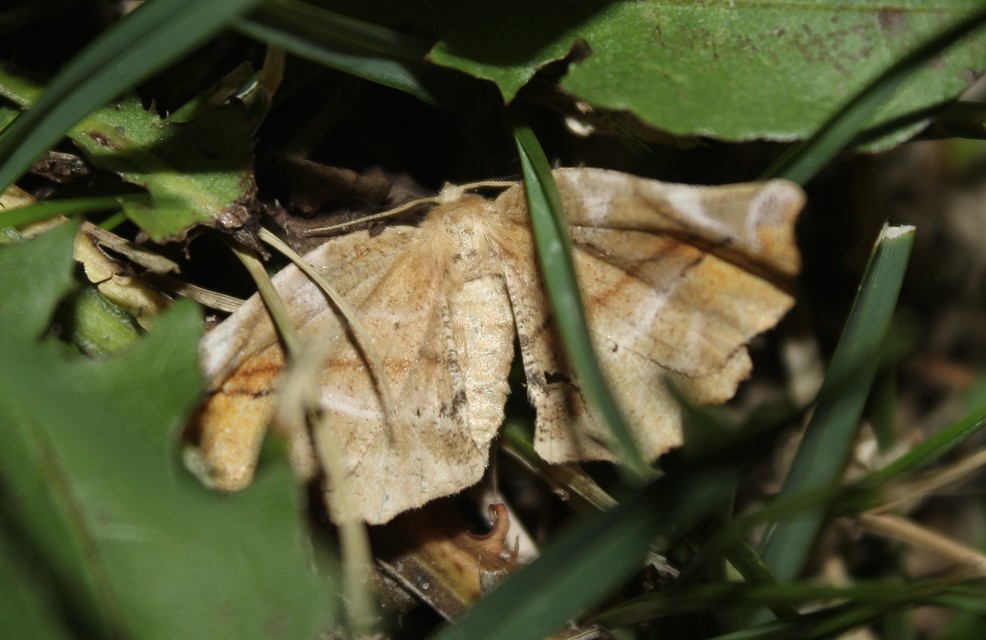 Apeira syringaria - orgona-araszoló