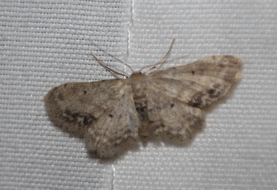 Idaea dimidiata - gyakori apróaraszoló