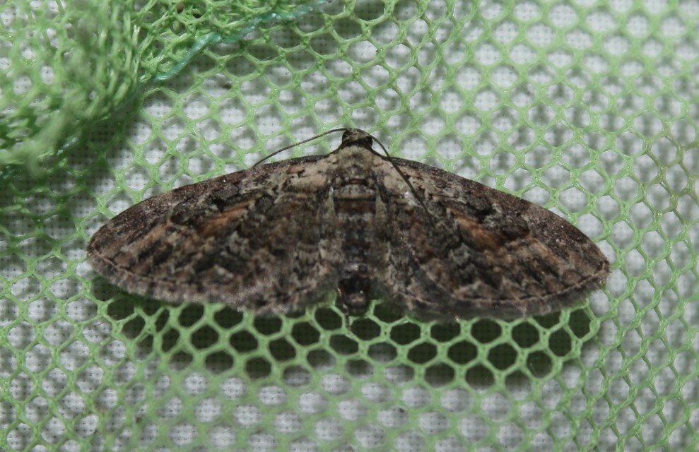 Eupithecia icterata - rozsdafoltos törpearaszoló
