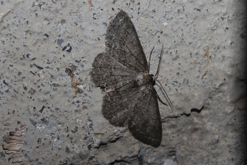 Ectropis crepuscularia - avararaszoló